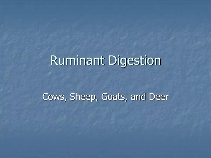 ruminant digestion