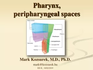 Pharynx ,  peripharyngeal spaces