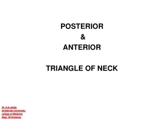 POSTERIOR  &amp;  ANTERIOR TRIANGLE OF NECK Dr .  H.A.Jaafar Al- Nahrain  University-