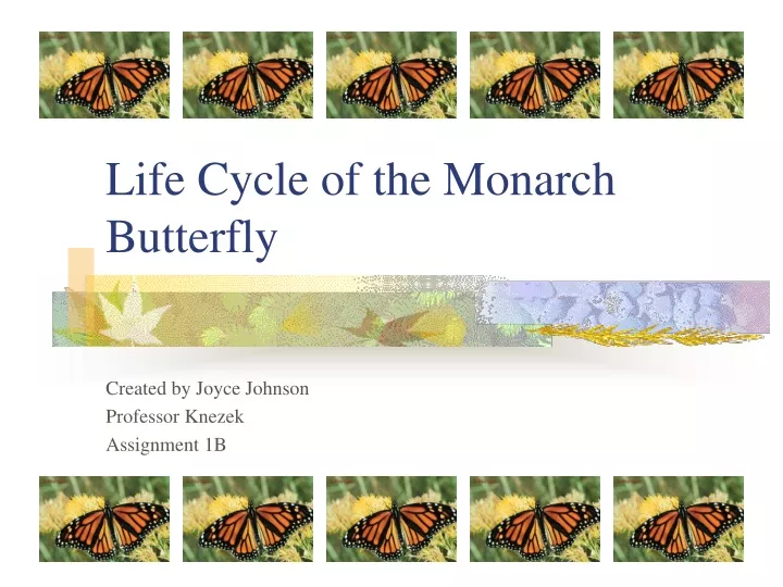 life cycle of the monarch butterfly