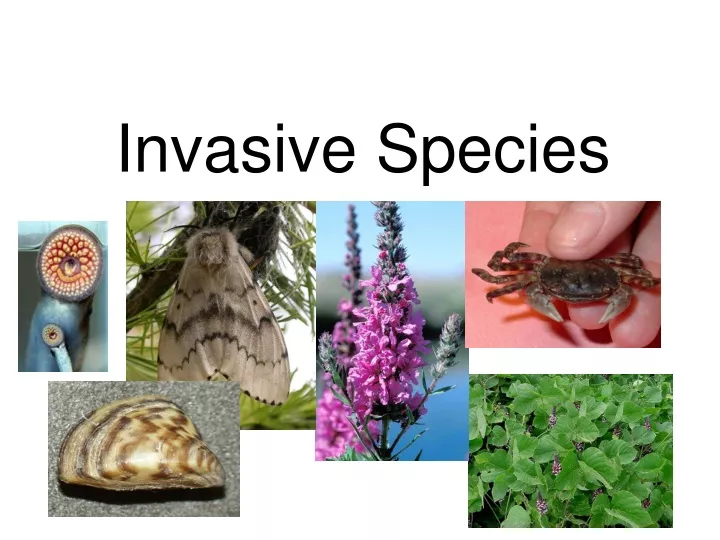 invasive species