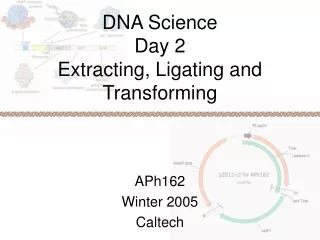 DNA Science Day 2 Extracting, Ligating and Transforming
