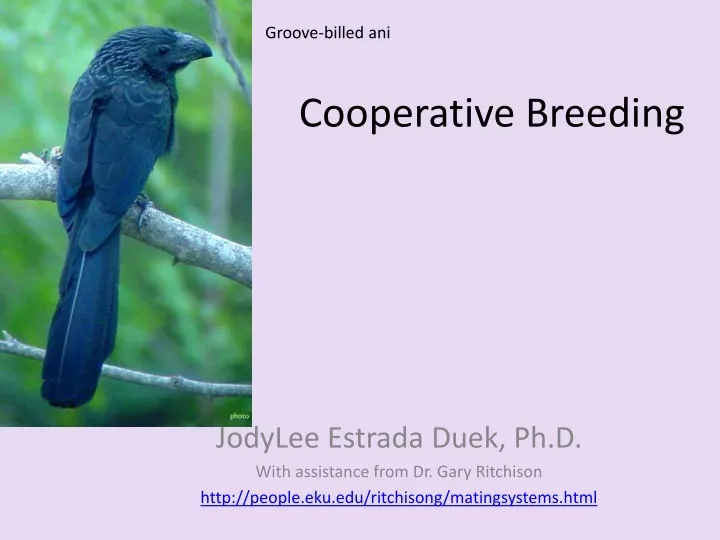cooperative breeding