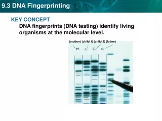 KEY CONCEPT  DNA fingerprints (DNA testing) identify living organisms at the molecular level.