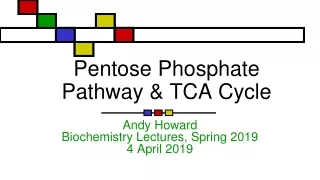 Pentose Phosphate Pathway &amp; TCA Cycle