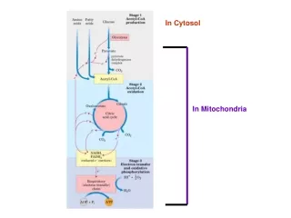 In Mitochondria