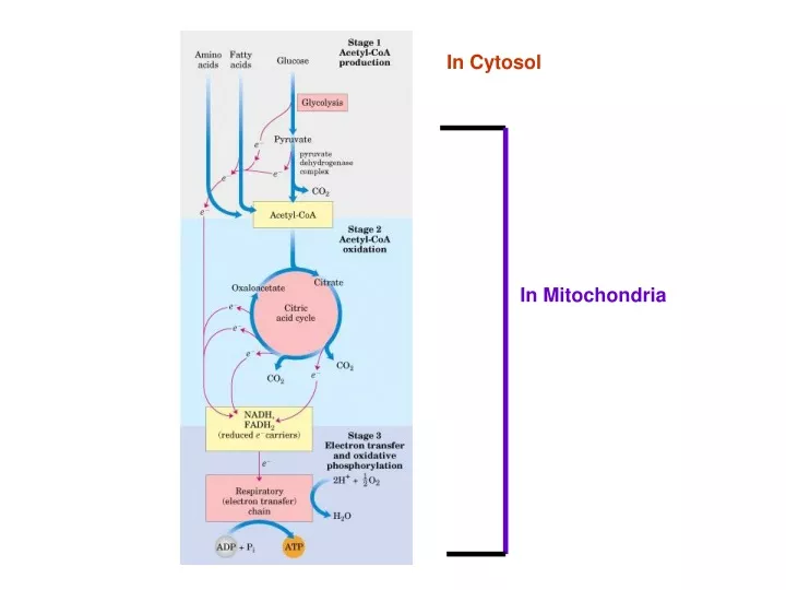 in cytosol