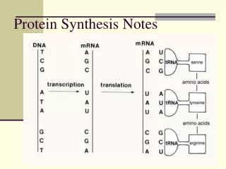 Protein Synthesis Notes