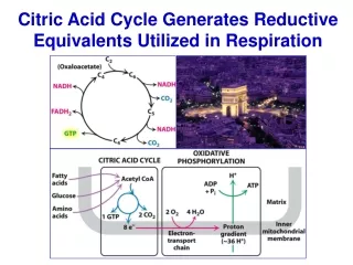 Citric Acid Cycle Generates Reductive Equivalents Utilized in Respiration