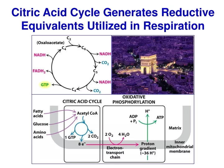 citric acid cycle generates reductive equivalents