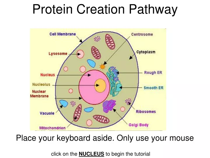 protein creation pathway