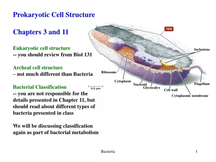 prokaryotic cell structure chapters