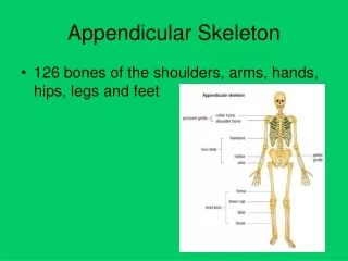 Appendicular Skeleton