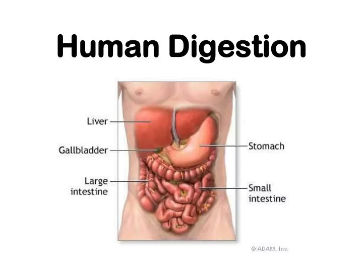 human digestion