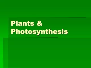 Plants  &amp; Photosynthesis