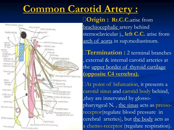 common carotid artery