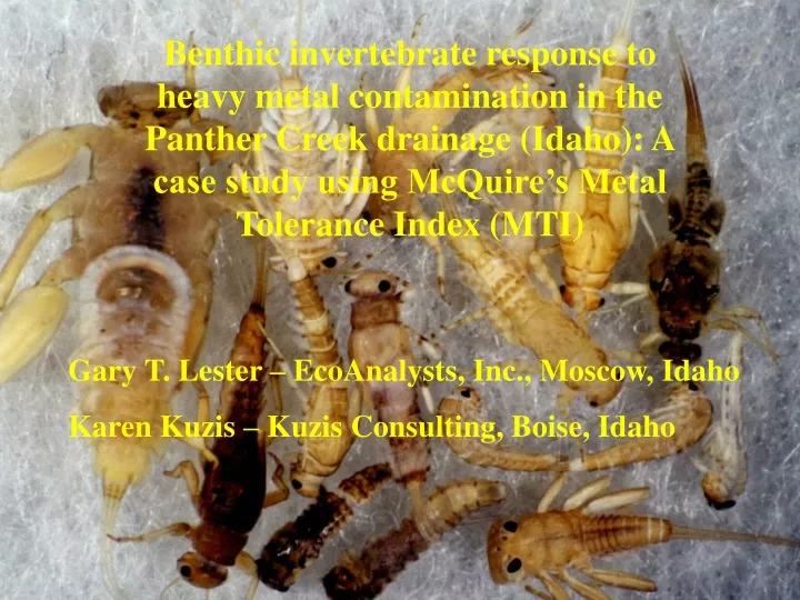 benthic invertebrate response to heavy metal