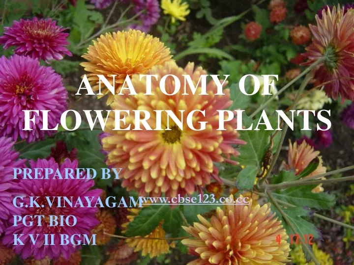anatomy of flowering plants