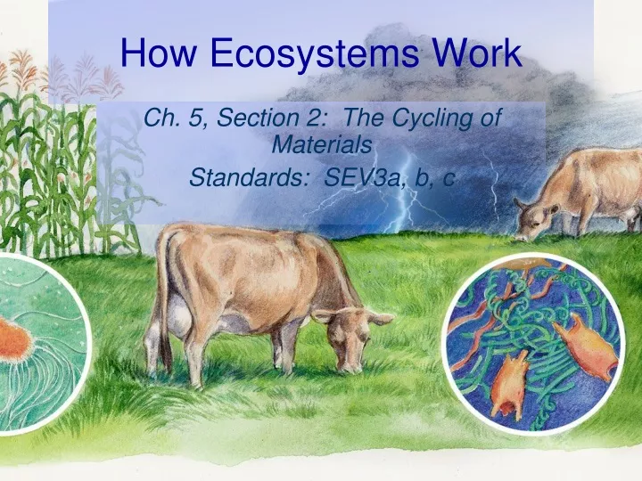 how ecosystems work