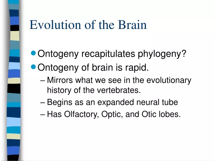 evolution of the brain