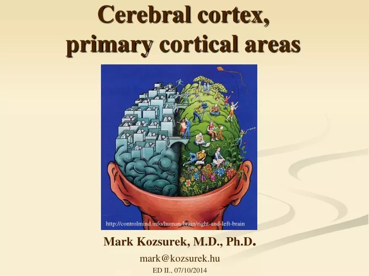 cerebral cortex primary cortical areas