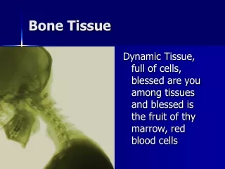 Bone Tissue