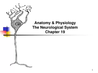 Anatomy &amp; Physiology The Neurological System Chapter 19