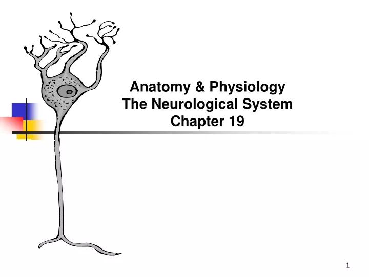 anatomy physiology the neurological system