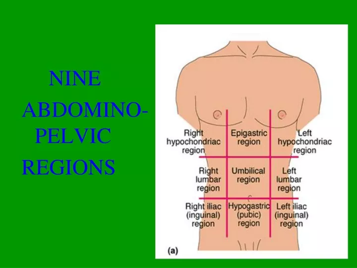nine abdomino pelvic regions