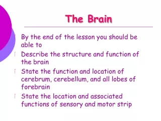 The Brain