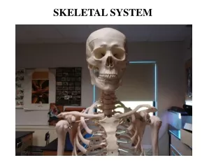 SKELETAL SYSTEM