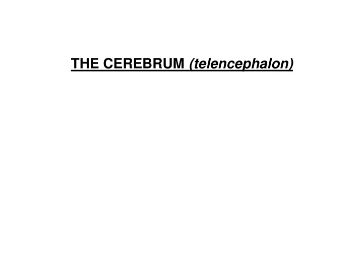 the cerebrum telencephalon