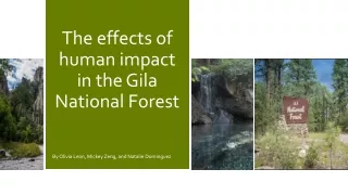 The effects of human impact in the Gila National Forest
