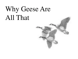 Why Geese Are All That