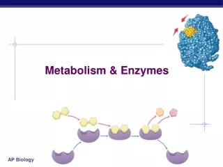 Metabolism &amp; Enzymes