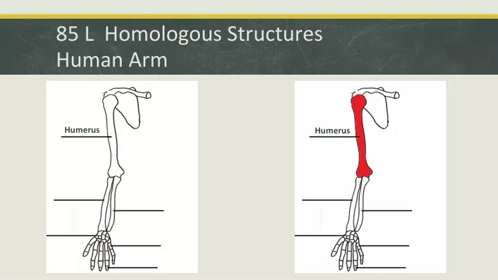 85 l homologous structures human arm