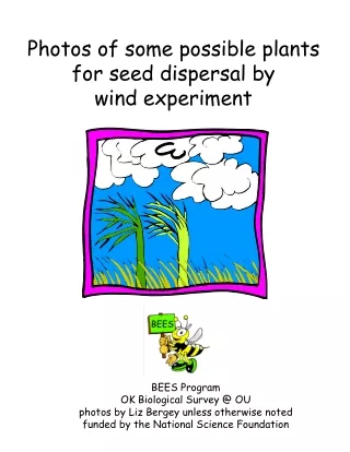 Photos of some possible plants for seed dispersal by wind experiment