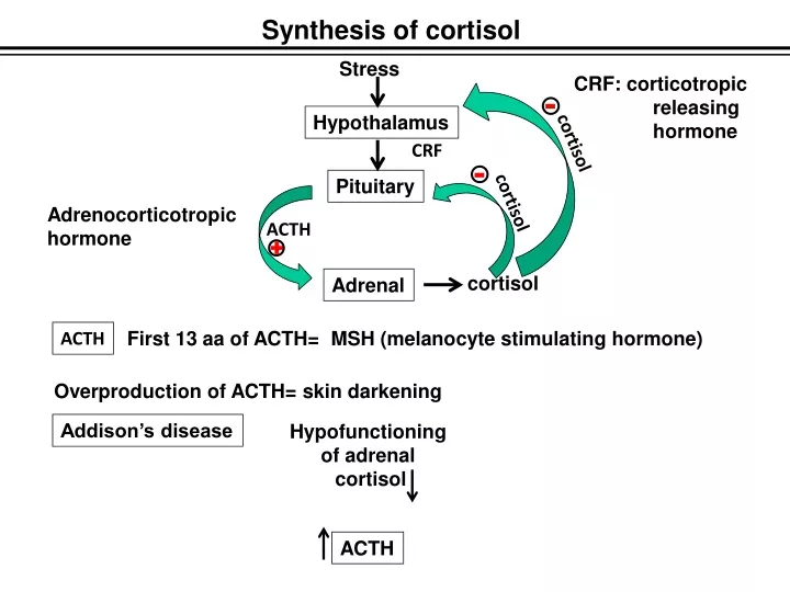 synthesis of cortisol