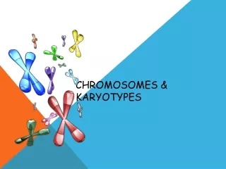 Chromosomes &amp; Karyotypes