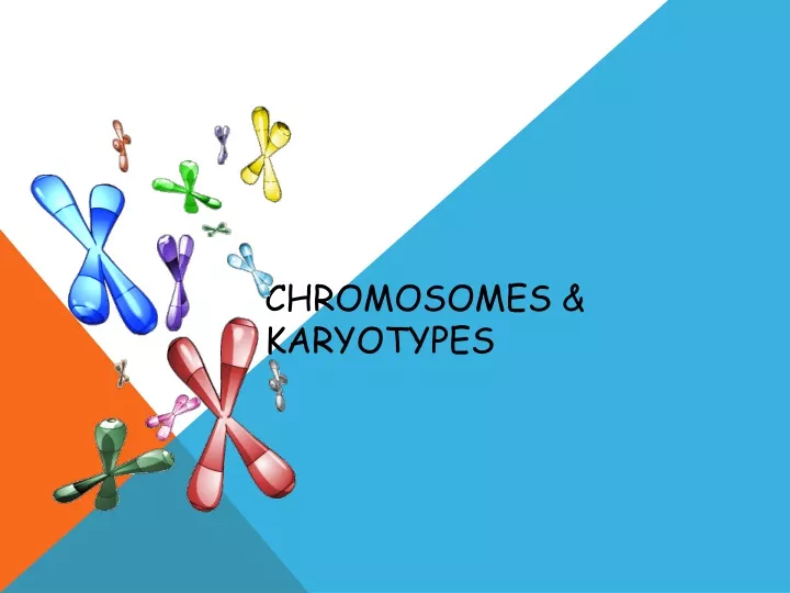 chromosomes karyotypes