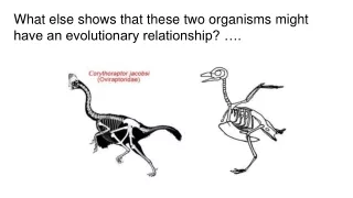What else shows that these two organisms might have an evolutionary relationship? ….