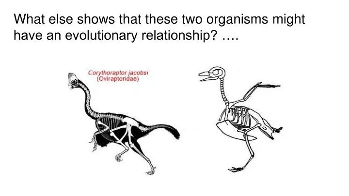what else shows that these two organisms might have an evolutionary relationship