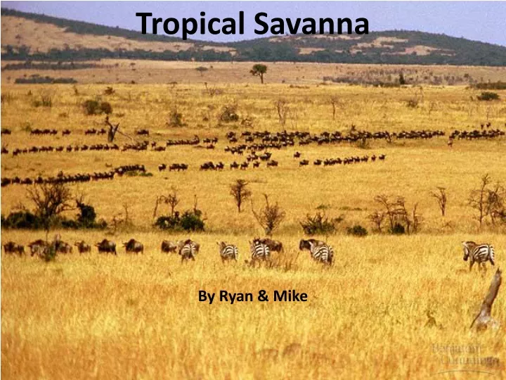 tropical savanna