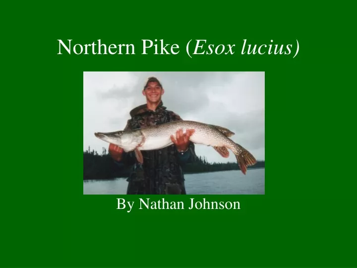 northern pike esox lucius