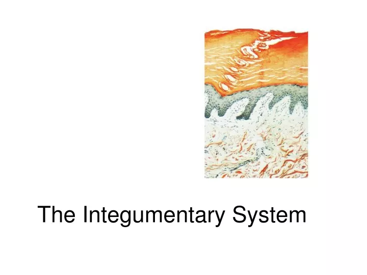 the integumentary system