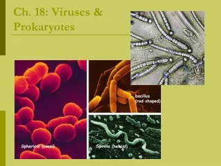 Ch. 18: Viruses &amp; Prokaryotes