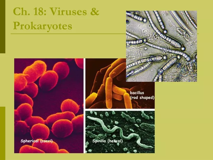 ch 18 viruses prokaryotes