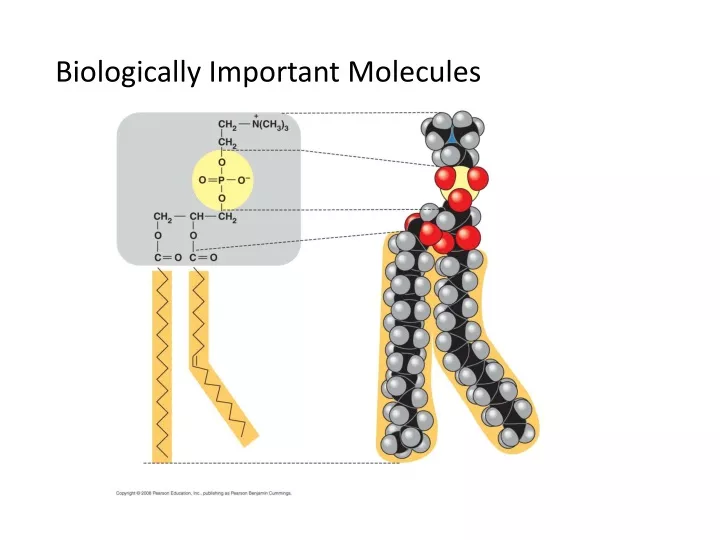biologically important molecules