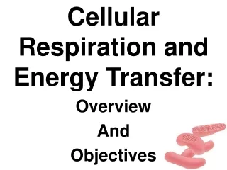 Cellular Respiration and Energy Transfer: