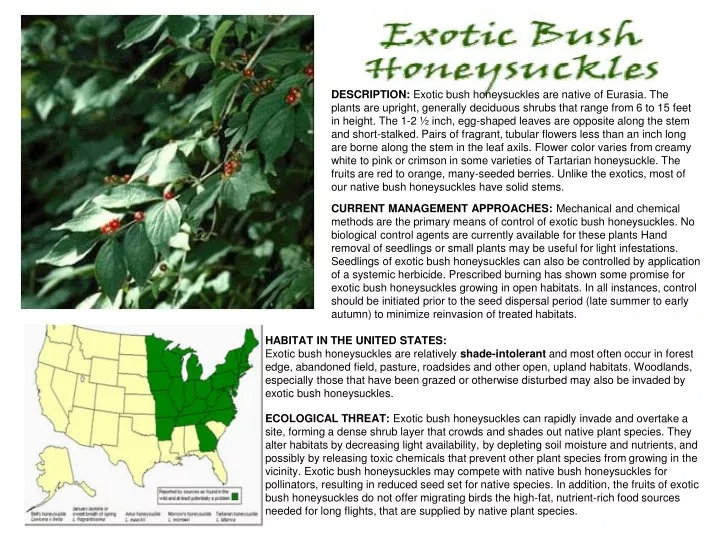 description exotic bush honeysuckles are native